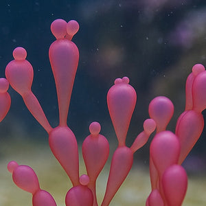 Bubble Berry Macroalgae