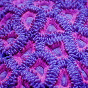 Pink Eye Zoa (10-15 Polyps colony)