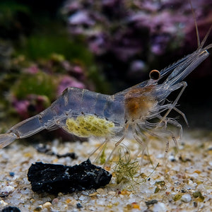 Marine Glass Shrimp (5 pack)