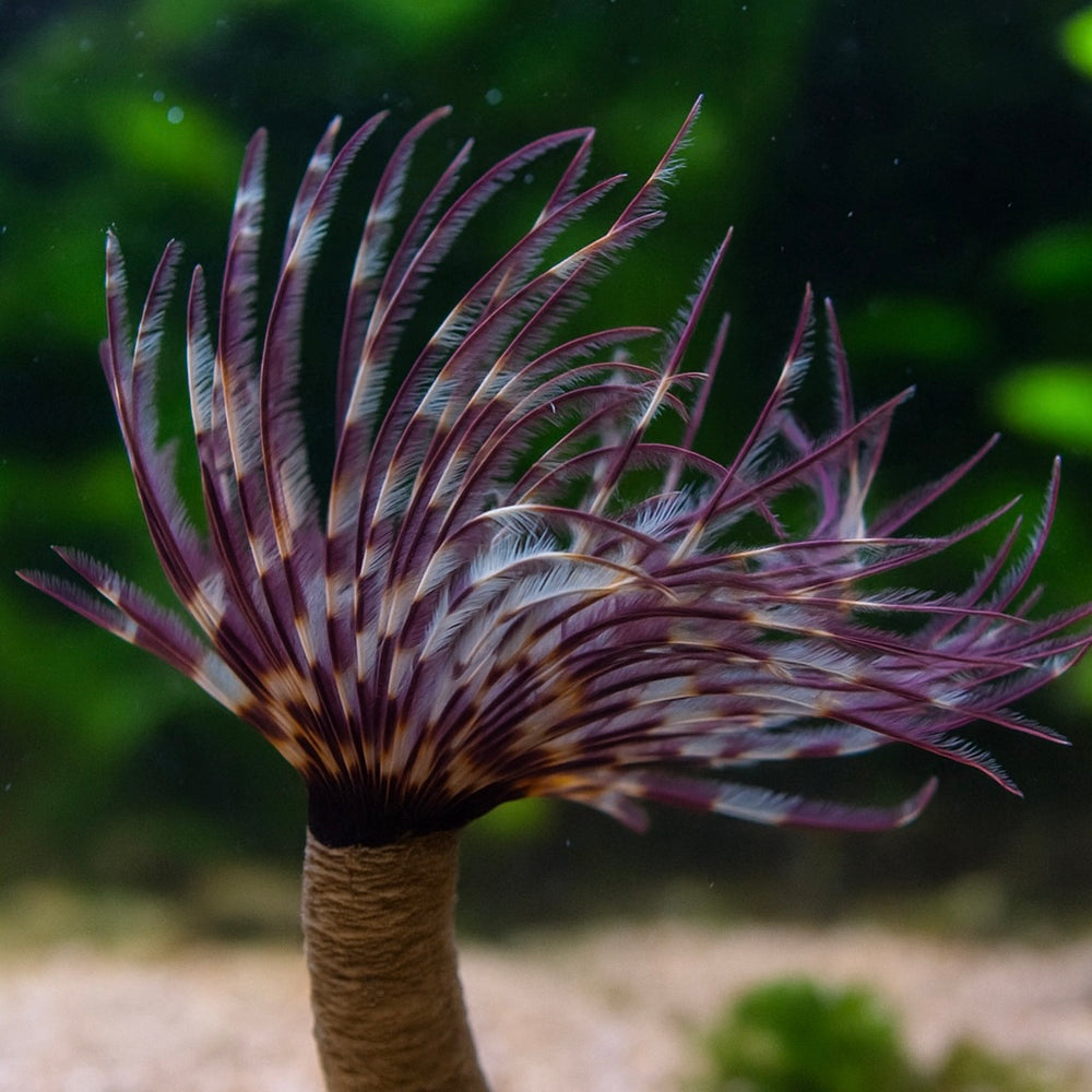 Purple Zebra Giant Feather Duster Worm (3-6”) - Corals Anonymous