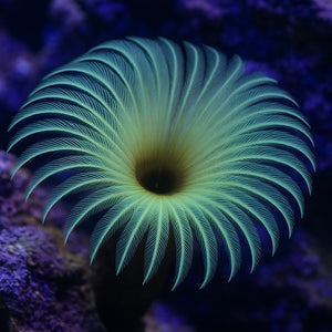 Glowing Yellow Feather Duster Fan Worm