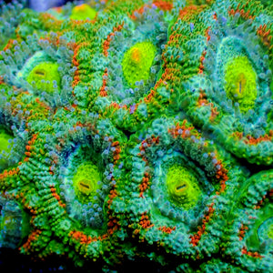 Grinchmas Acan (2-3 polyps)