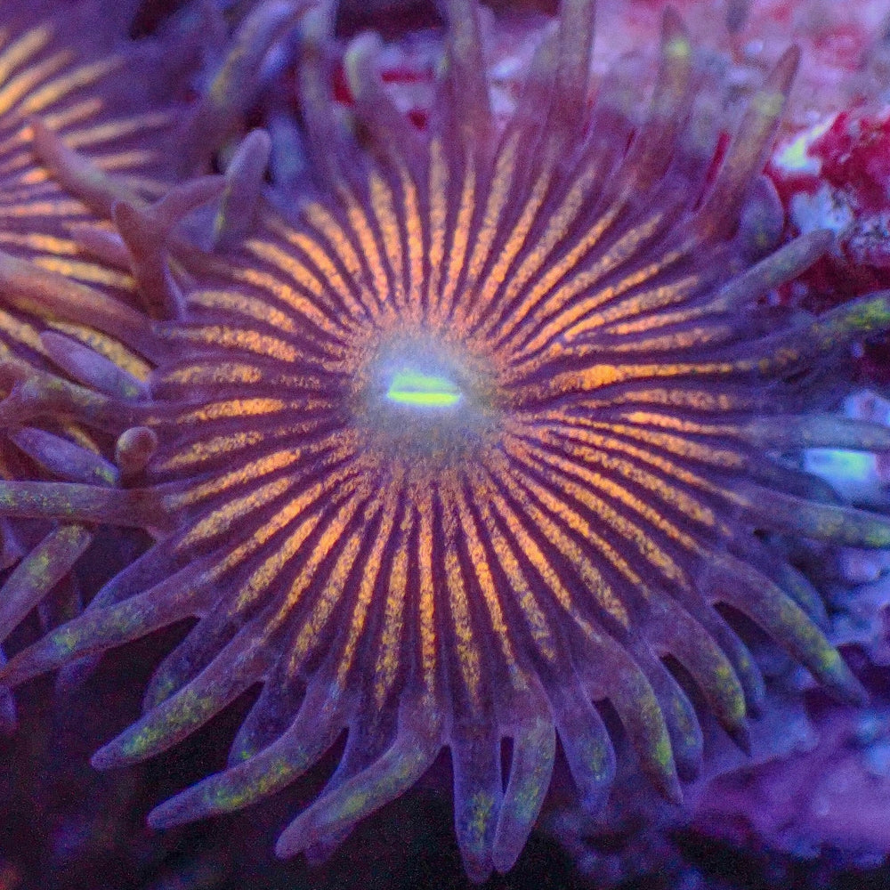 Seven Starlight Zoa (8-12 Polyps)