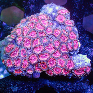 WYSIWYG Hawt Pink Ultra Zoa Colony (65+ polyps) (W65)