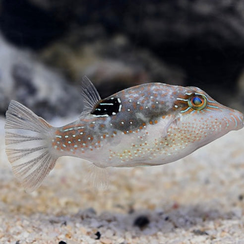 Bennett's Sharpnose Puffer - Corals Anonymous