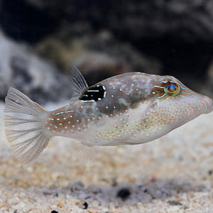 Bennett's Sharpnose Puffer