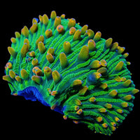 Ultra Highlighter Sour Apple Rainbow Diaseris Plate Coral (Frag)
