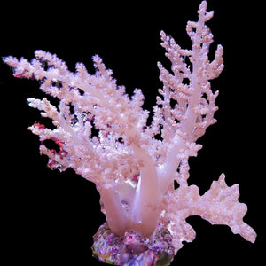 WYSIWYG CA Pink Blossom Nephthea Tree Soft Coral Mother Colony (XL, 6-7")