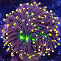 Indo Yellow Tip Joker Torch - Corals Anonymous