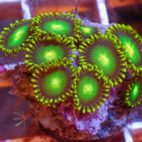 Green Bay Packers (10-15 Polyps colony) B