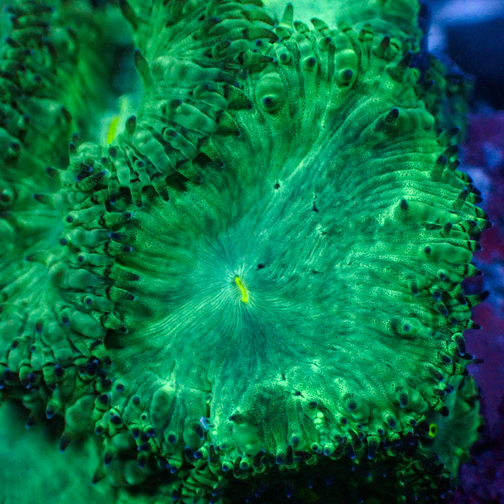 Green Blastomussa (1 Polyp) 1