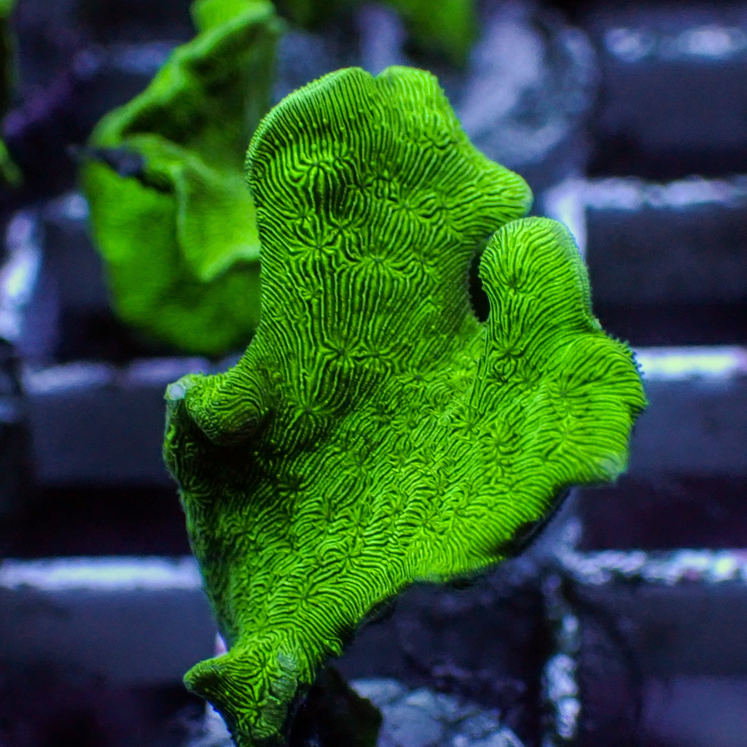 Green Cactus Pavona (1" Frag)