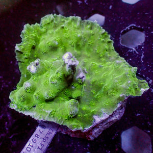 Green Chalice (1" Frag)