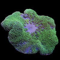 Green Giant Haddoni Carpet Anemone
