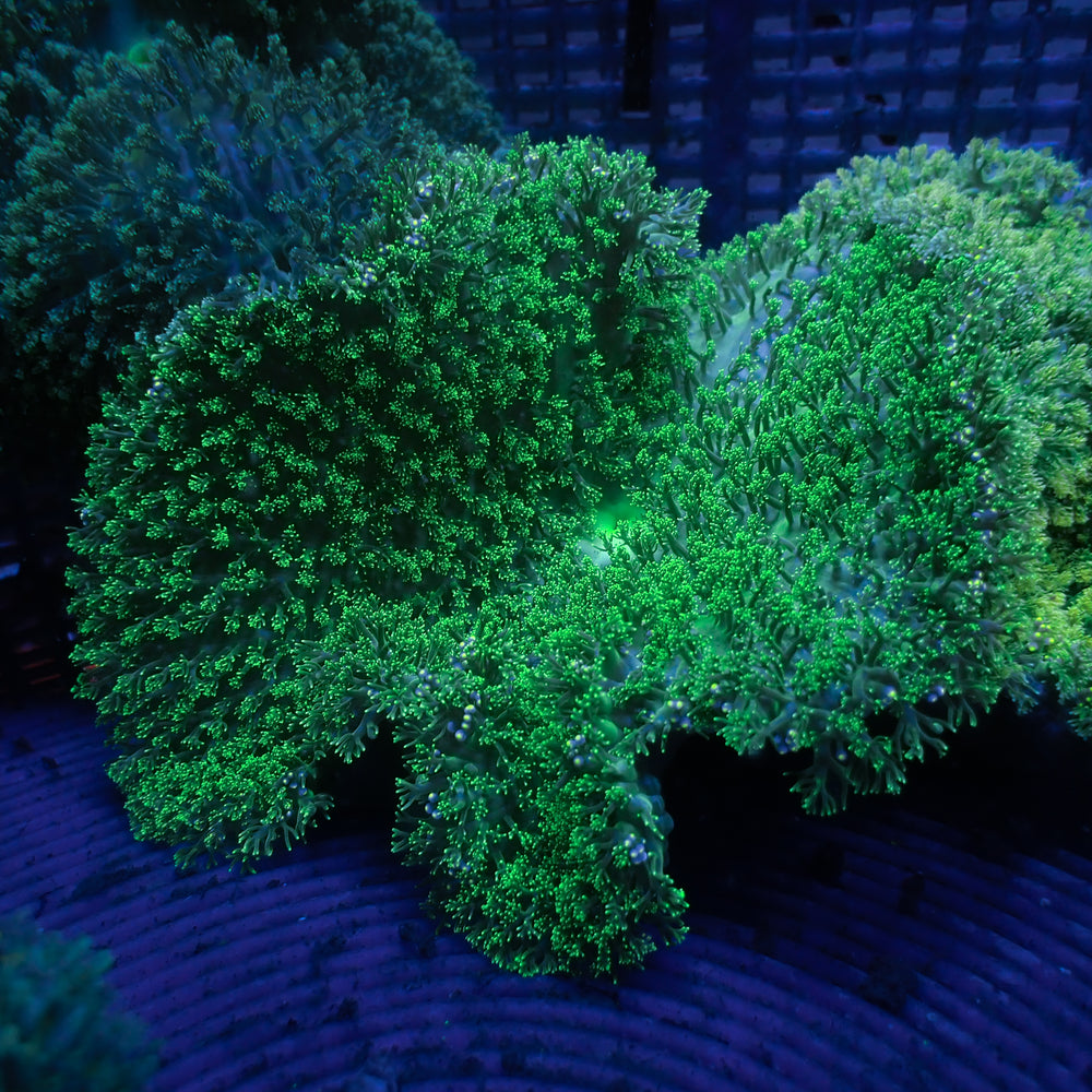 Green Hemprichii Carpet Anemone 1