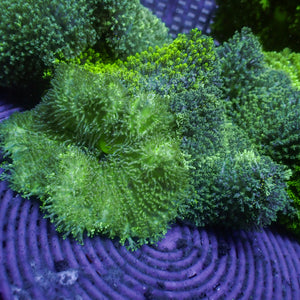 Green Hemprichii Carpet Anemone 2