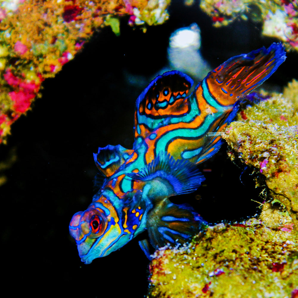 Green Mandarin Dragonet Goby 1