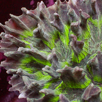 Green Mouth Pectinia