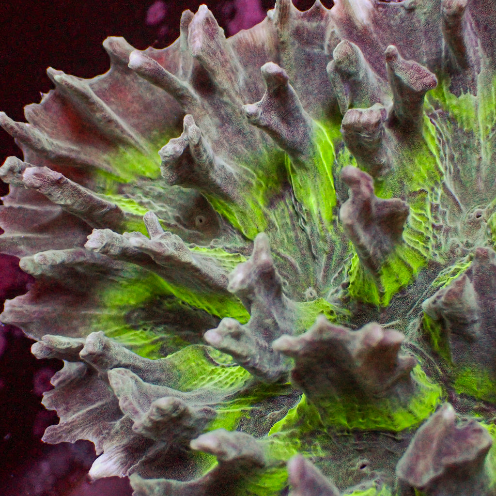 Green Mouth Pectinia