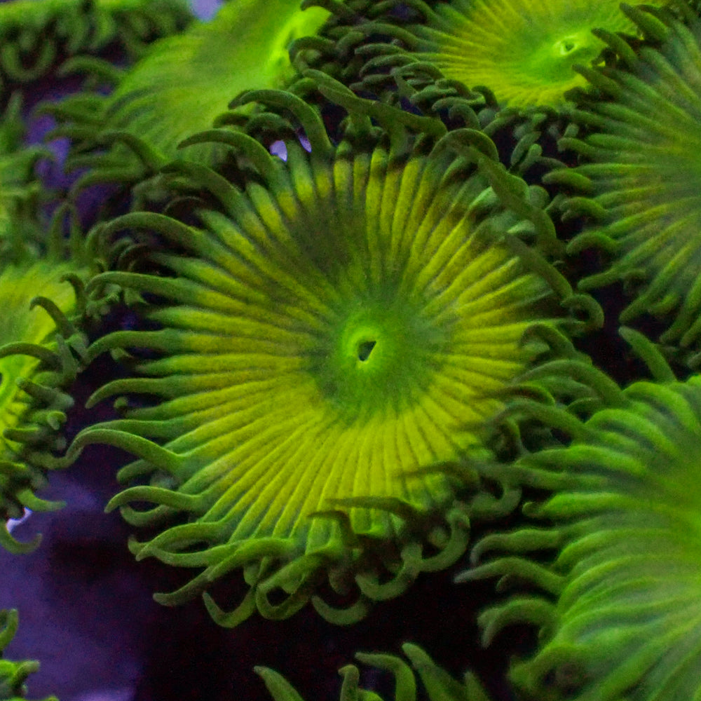 Green Paly (10-15 Polyps colony) 1