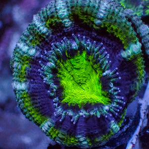 Green Rimmed Blue Acans (2-3 Polyps)