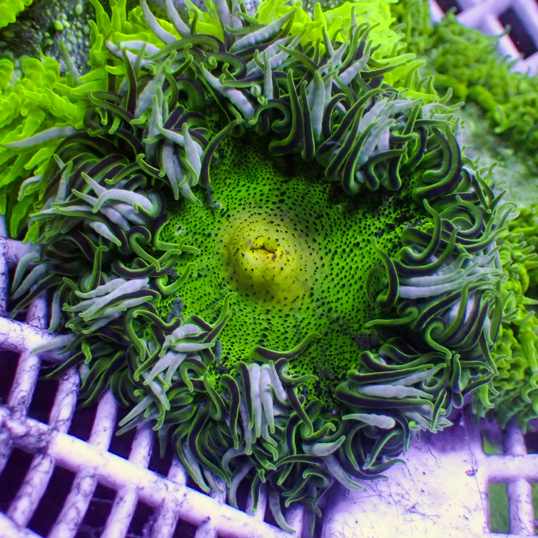 Green Rock Flower Anemone (Assorted) 1