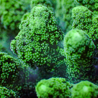 Green Tip Bird's Nest Seriatopora SPS Coral (1” Frag)
