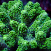 Green Tip Bird's Nest Seriatopora SPS Coral (1” Frag) 1
