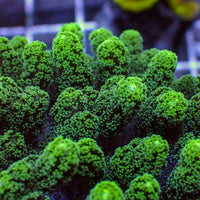 Green Tip Bird's Nest Seriatopora SPS Coral (1” Frag) 2
