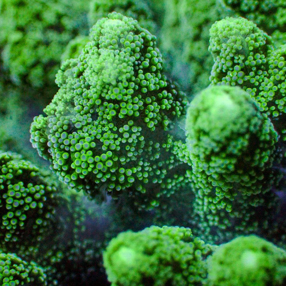 Green Tip Bird's Nest Seriatopora SPS Coral (1” Frag)