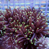 Green Tip Purple Bubble Tip Anemone 1
