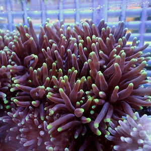 Green Tip Purple Bubble Tip Anemone 1