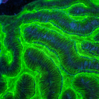 Green Venom Platygyra (1” Frag) 1