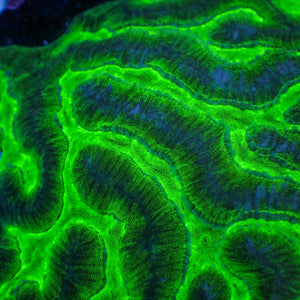 Green Venom Platygyra (1” Frag) 1