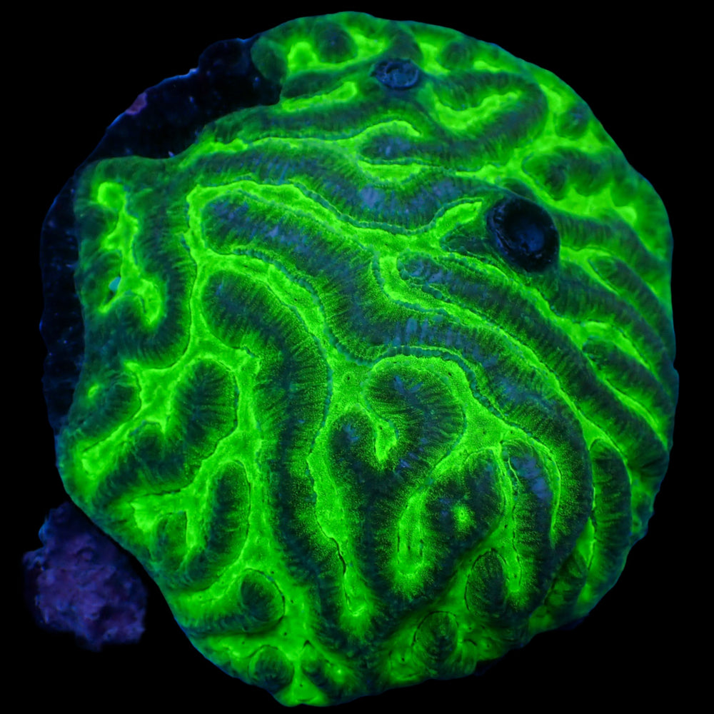 Green Venom Platygyra (1” Frag)
