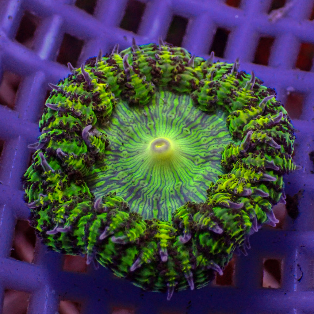 Gremlin Flower Anemone (0.5-1”)