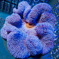 Haddoni Blue Carpet Anemone 1
