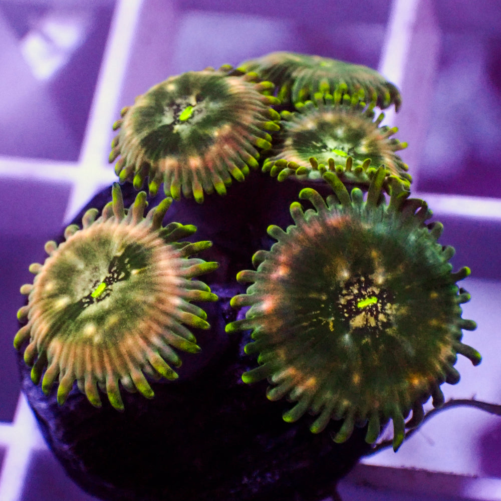 Hawaiian People Eater Zoa (5-10 Polyps colony) 