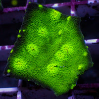 Hollywood Stunner Chalice (1” Frag) 1
