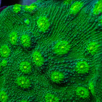 Hollywood Stunner Chalice (1” Frag) 2