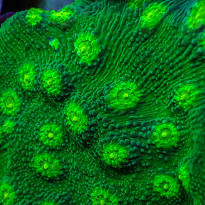 Hollywood Stunner Chalice (1” Frag) 2