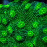 Hollywood Stunner Chalice (1” Frag) 4
