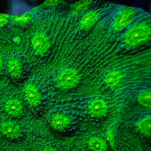 Hollywood Stunner Chalice (1” Frag) 4
