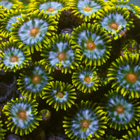 Hypnotic Lemon Zoa (10-15 Polyps colony)
