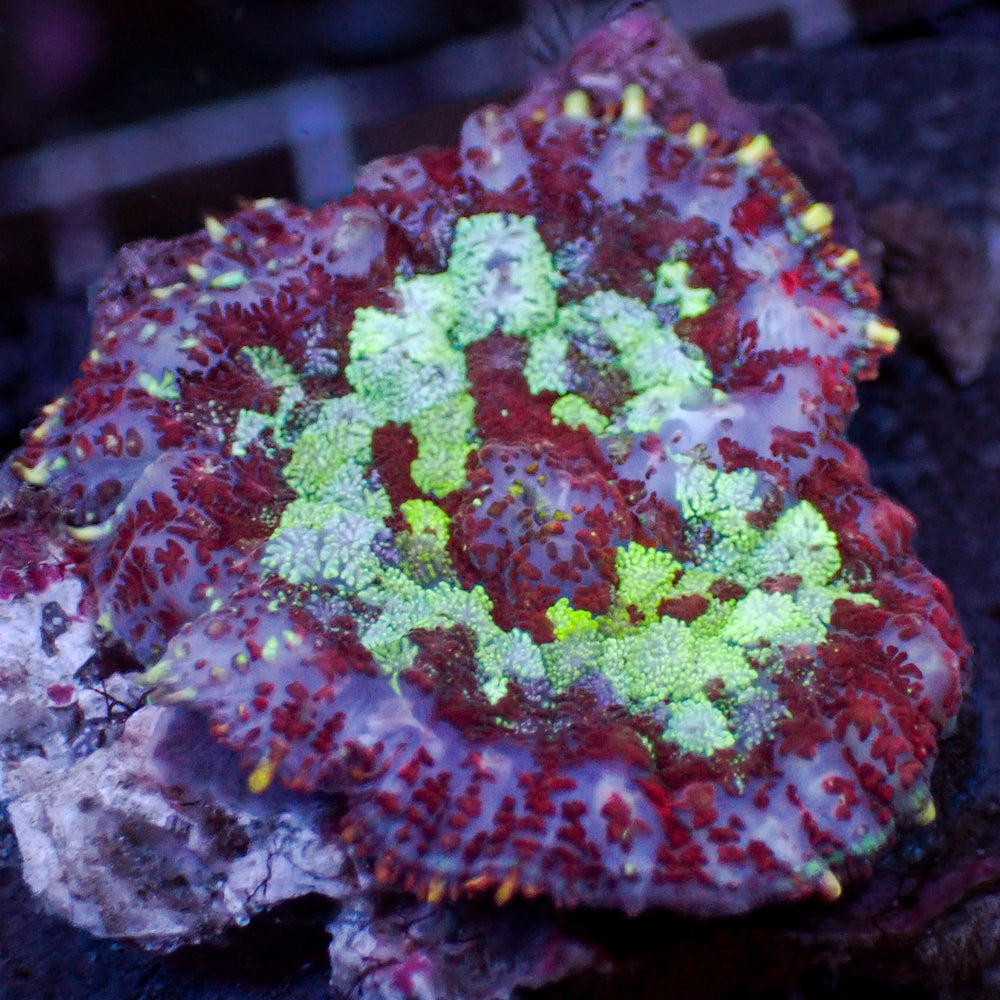 Hypnotic Purple Rhodactis Mushroom 1