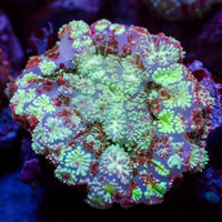 Hypnotic Purple Rhodactis Mushroom 2
