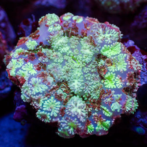 Hypnotic Purple Rhodactis Mushroom 2