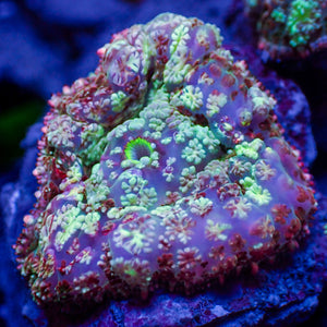 Hypnotic Purple Rhodactis Mushroom 3