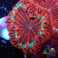 Black Widow Blastomussa (1 Polyp)
