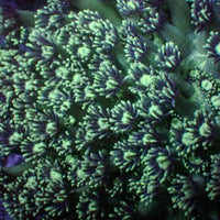 Neon Green Goniopora (0.5-1” Frag)
